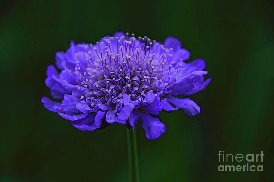 A Sweet Scabiosa Photograph by Diana Mary Sharpton