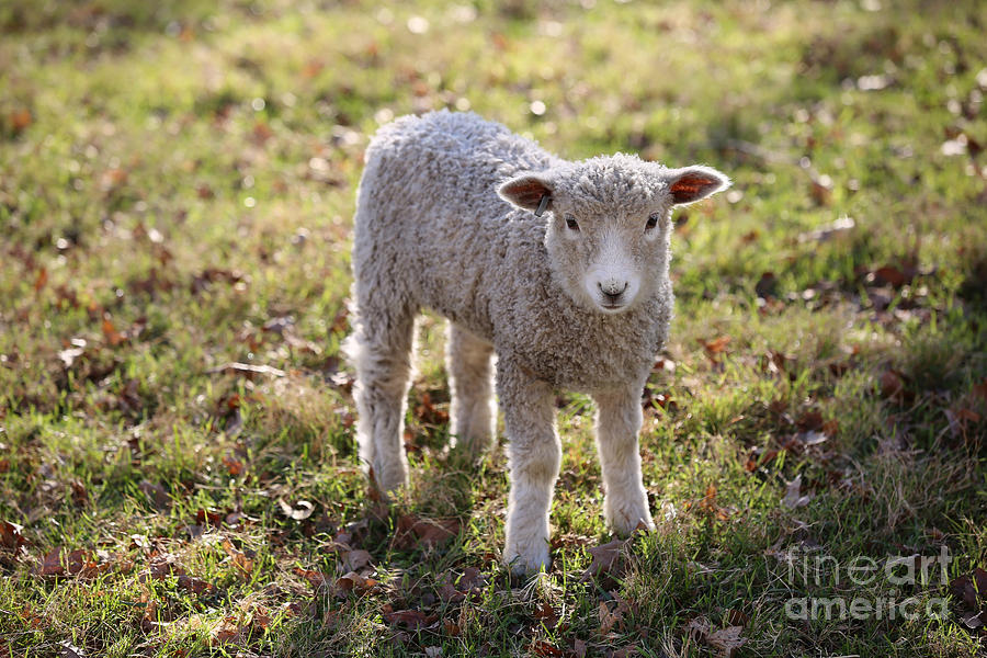 A Sweet Sheep Photograph by Lara Morrison