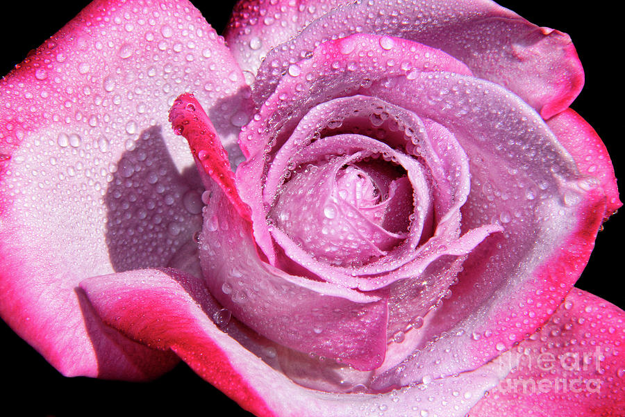 A Sweet Sweet Rose Photograph by Mariola Bitner