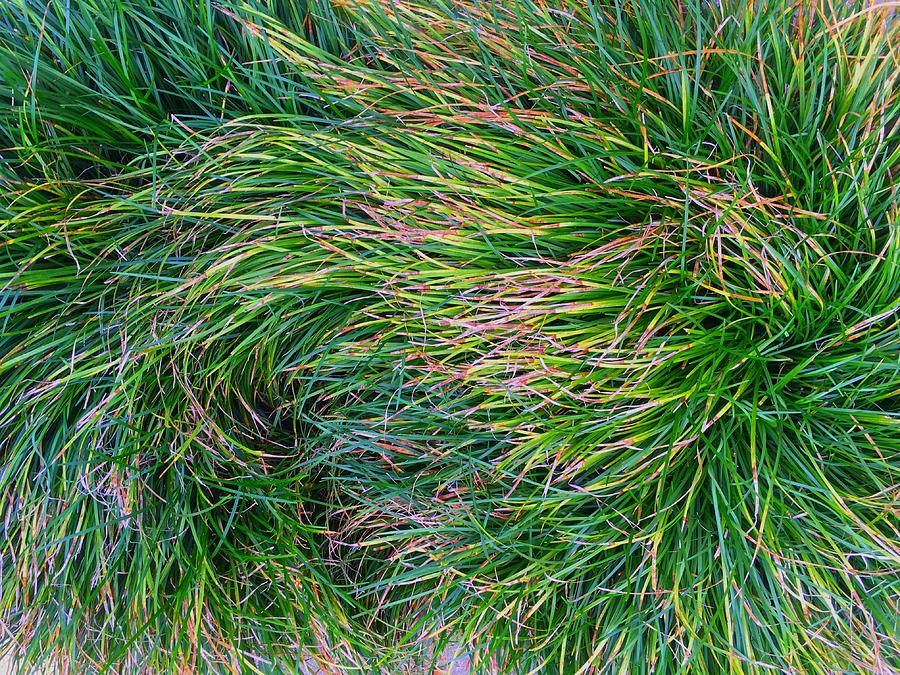 A Swirl of Grass Photograph by Mike Solomonson