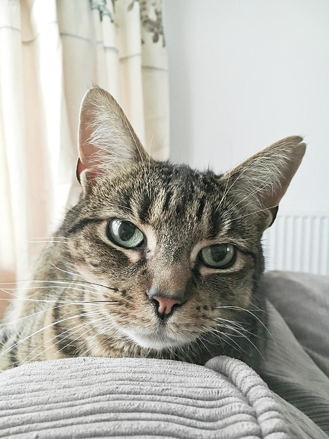 Adorable Photograph - A Tabby Cat Close Up by Tom Gowanlock Adorable Photograph - A Tabby Cat Close Up by Tom Gowanlock