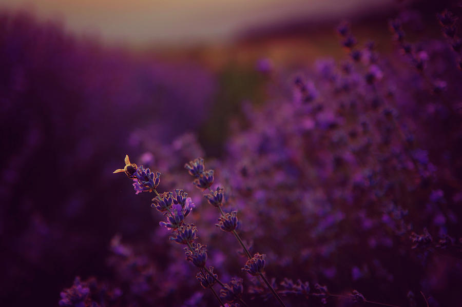 Nature Photograph - A Tale Of Bee, Lavender And Sunset by Plamen Petkov