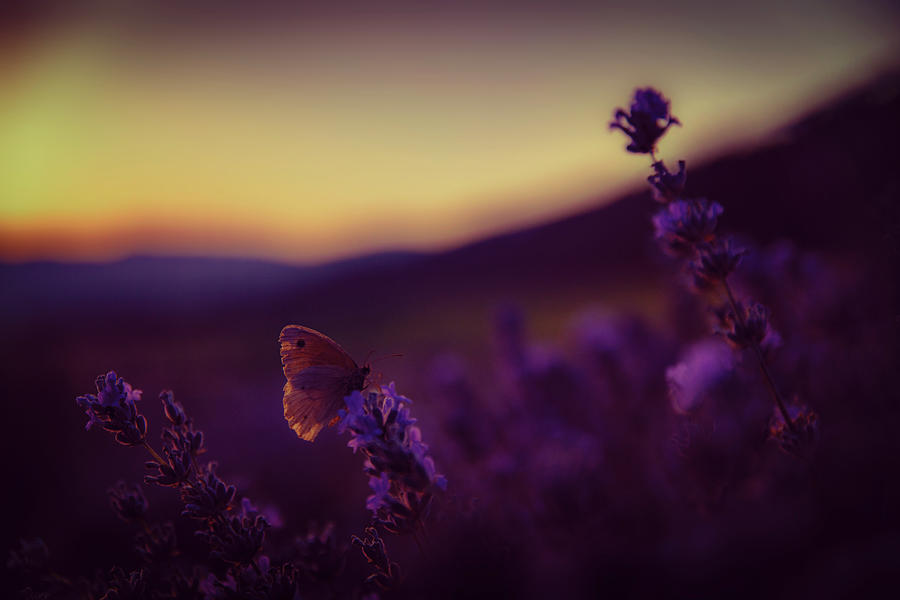 A tale of butterfly, lavender and sunset Photograph by Plamen Petkov