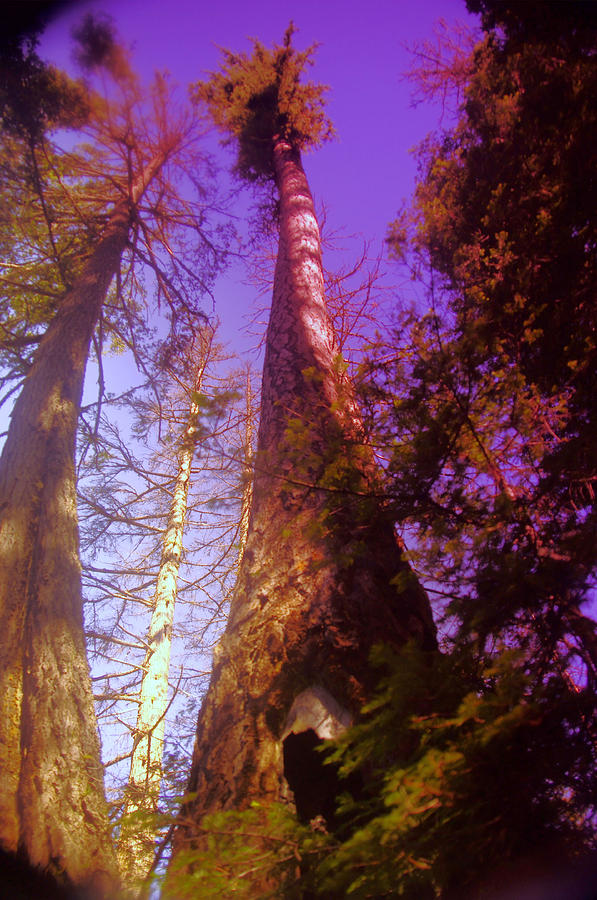 A Tall Tree  Photograph by Jeff Swan