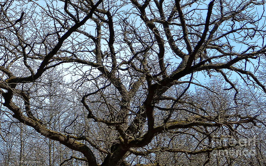 A Tangle of Branches Photograph by Kathie Chicoine