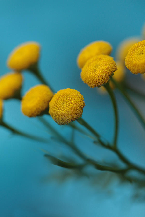 A Tangle Of Tansy Photograph by Connie Handscomb