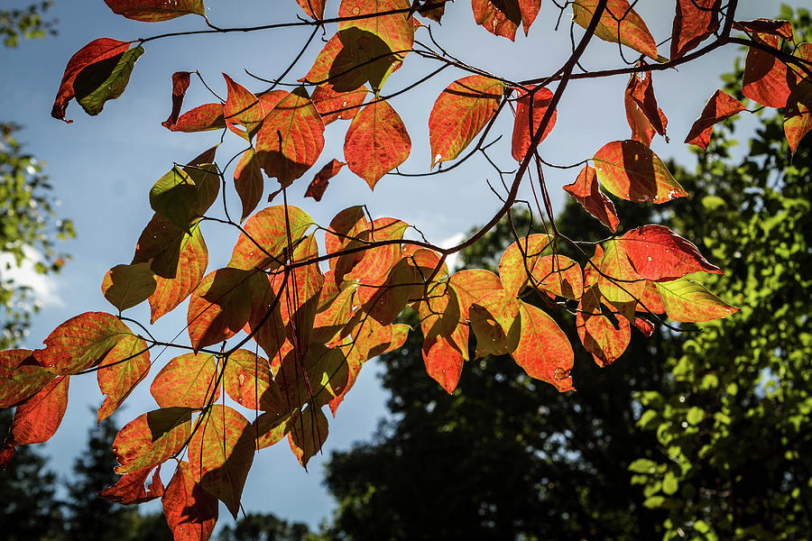 A  Taste of Fall Photograph by Karen Ruhl