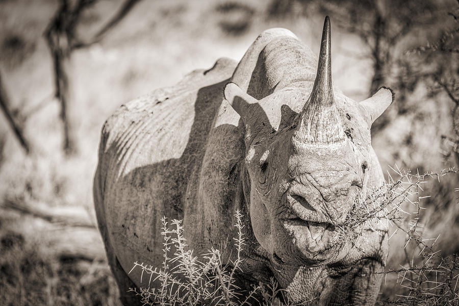 A Tasty Thornbush - Black and White Rhinoceros Photograph Photograph by Duane Miller