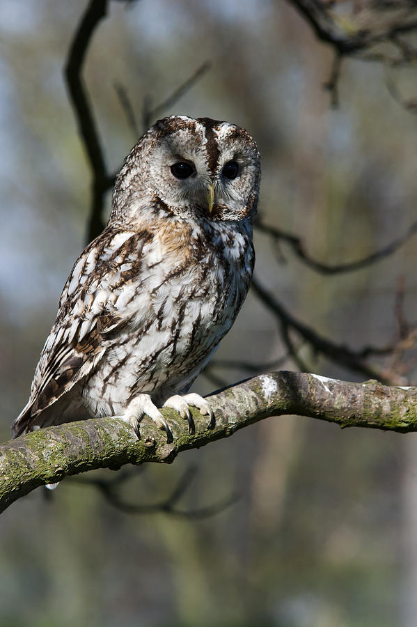 A Tawny Owl  Photograph by Andy Myatt