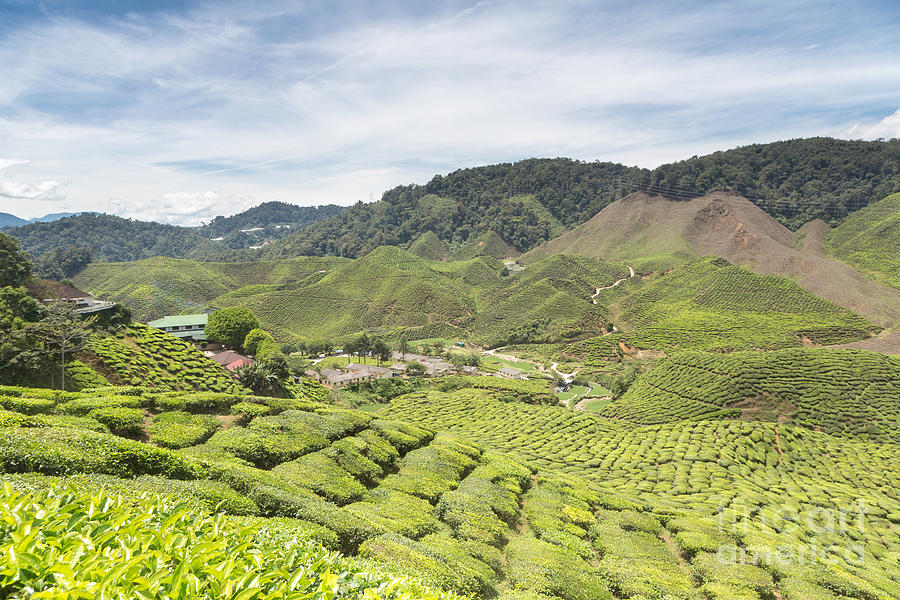 A tea plantation in the Cameron Highlands Photograph by Didier Marti