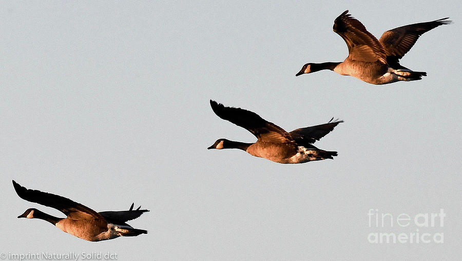 A Team of Three Geese Photograph by David Taylor