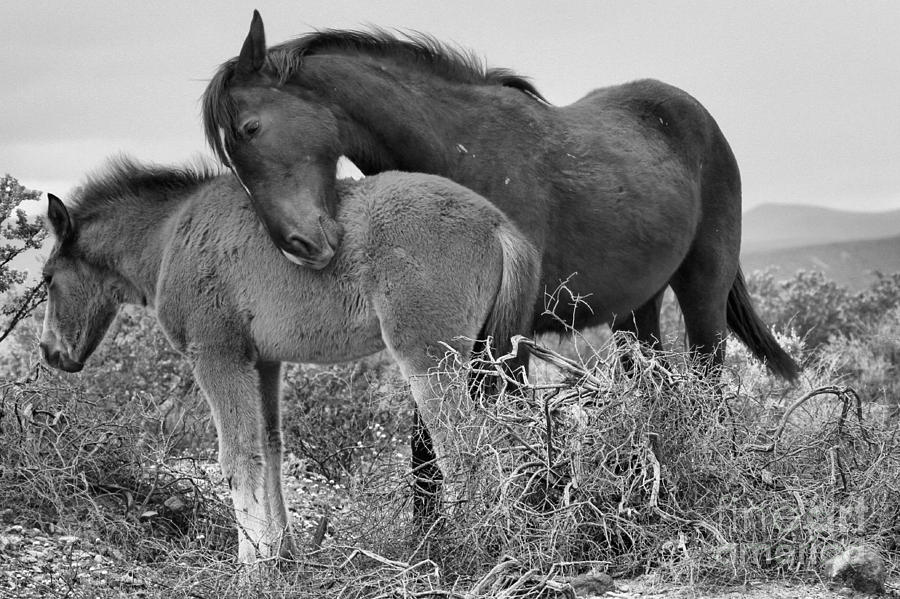 A Tender Moment Black And White Photograph by Adam Jewell