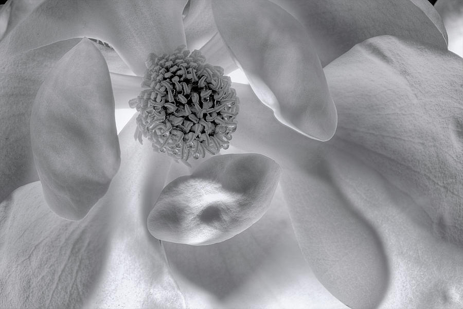 A Texas Magnolia Photograph by JC Findley