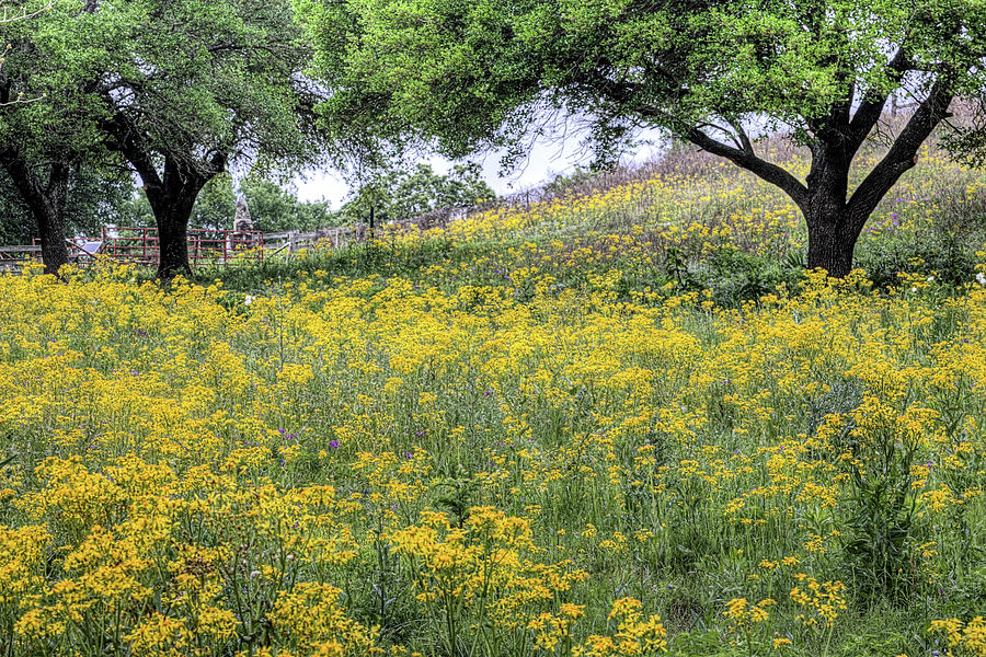 A Texas Yellow Spring Photograph by JC Findley