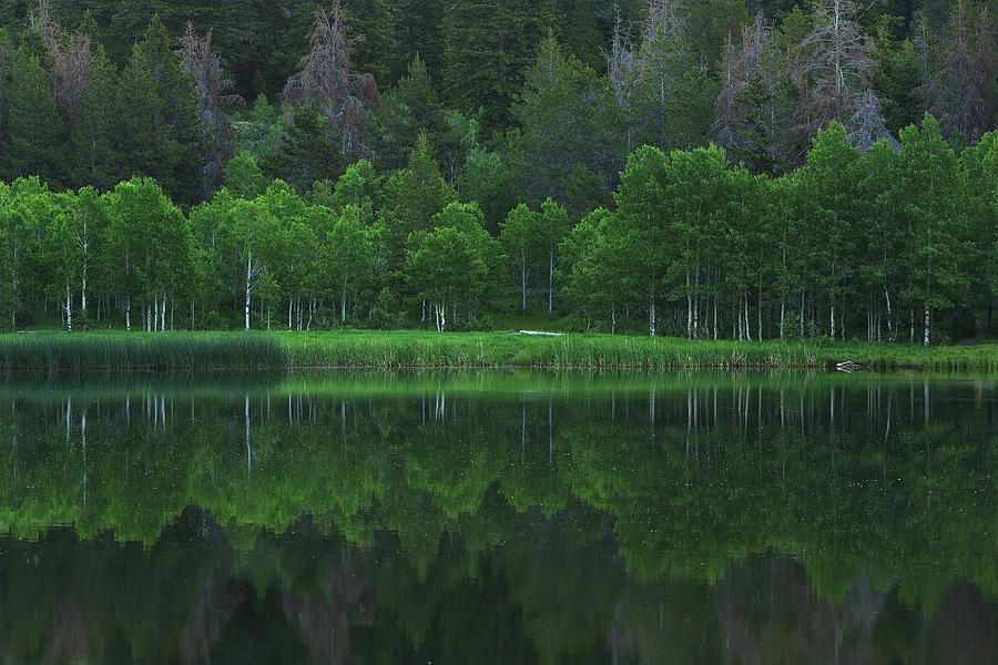 A Theme of Green Photograph by David Andersen - Fine Art America