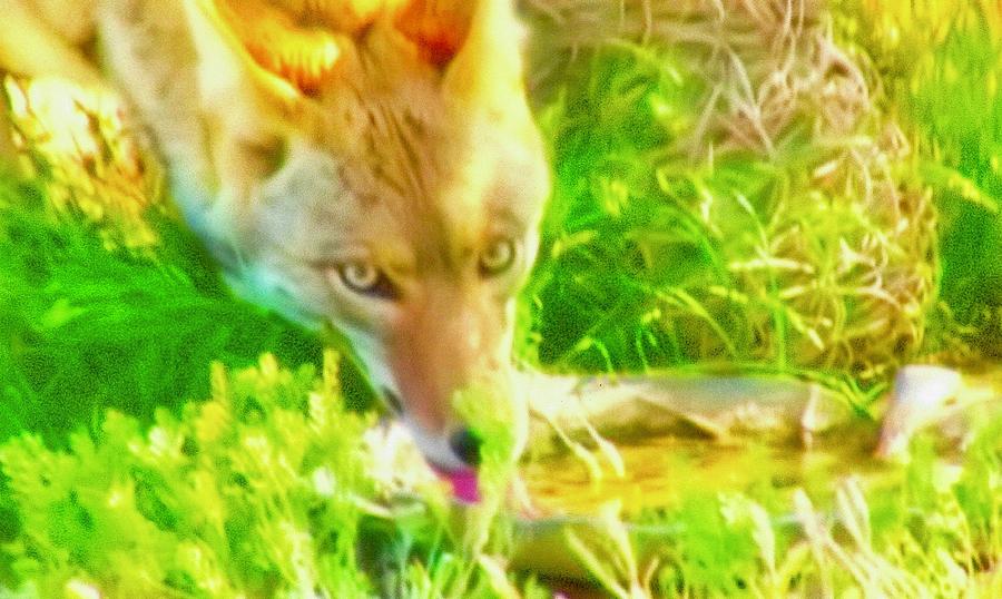 A Thirsty Coyote Photograph by Judy Kennedy
