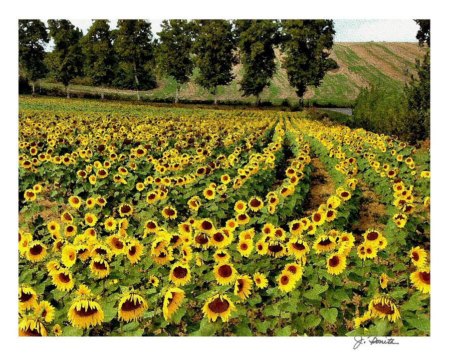 Sunflower Photograph - A Thousand Suns by Joe Bonita