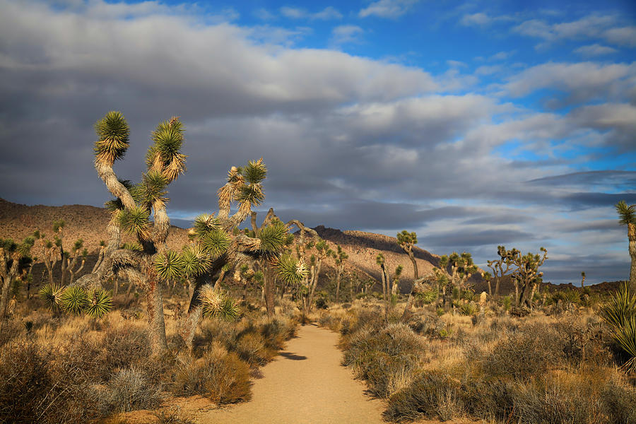 Joshua Tree National Park Photograph - A Thousand Words Are Not Enough by Laurie Search