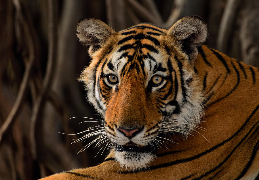 A tiger portrait Photograph by Gowri Subramanya - Fine Art America