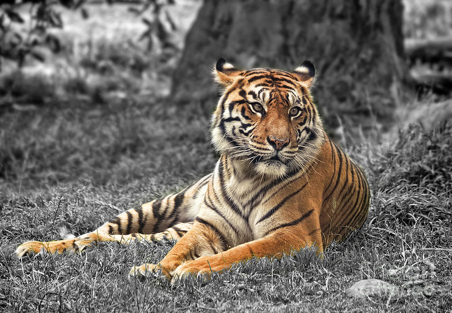 Wildlife Photograph - A Tiger Relaxing on a Cool Afternoon II by Jim Fitzpatrick