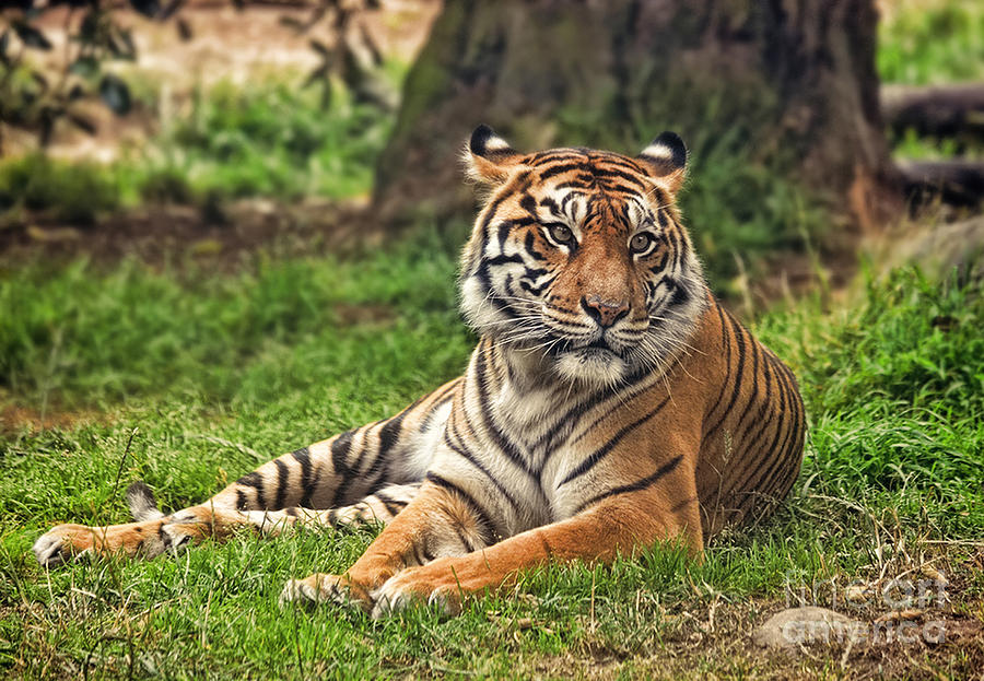 A Tiger Relaxing on a Cool Afternoon Photograph by Jim Fitzpatrick