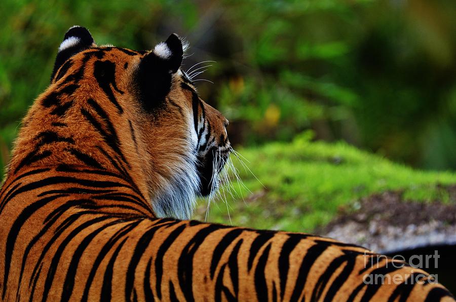 A Tigers Eye View Photograph by Julie Adair