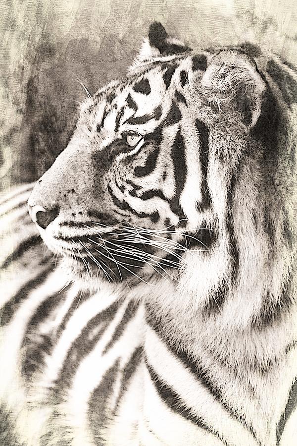 Tiger Photograph - A Tigers Sketch 2 by Clare Bevan