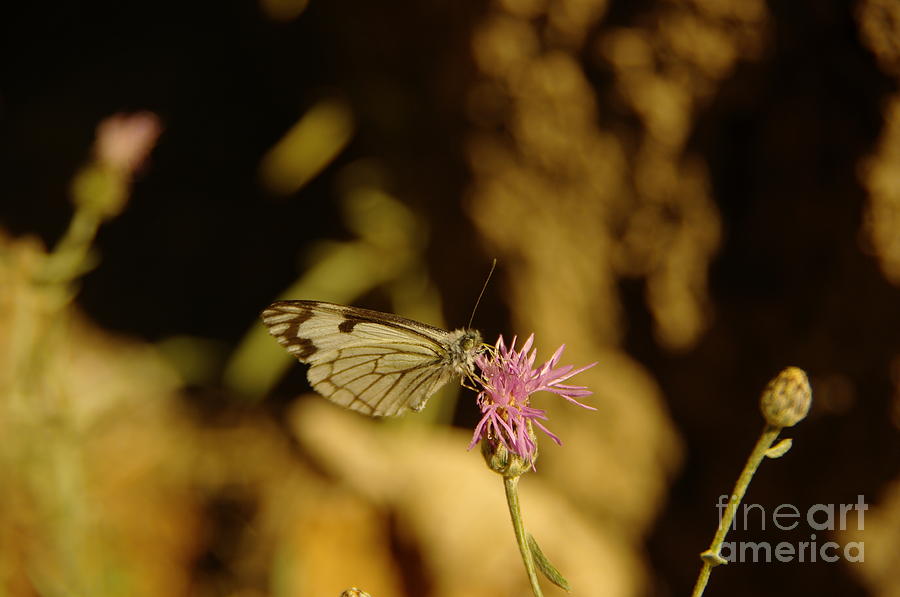 A Tilting Butterfly Photograph