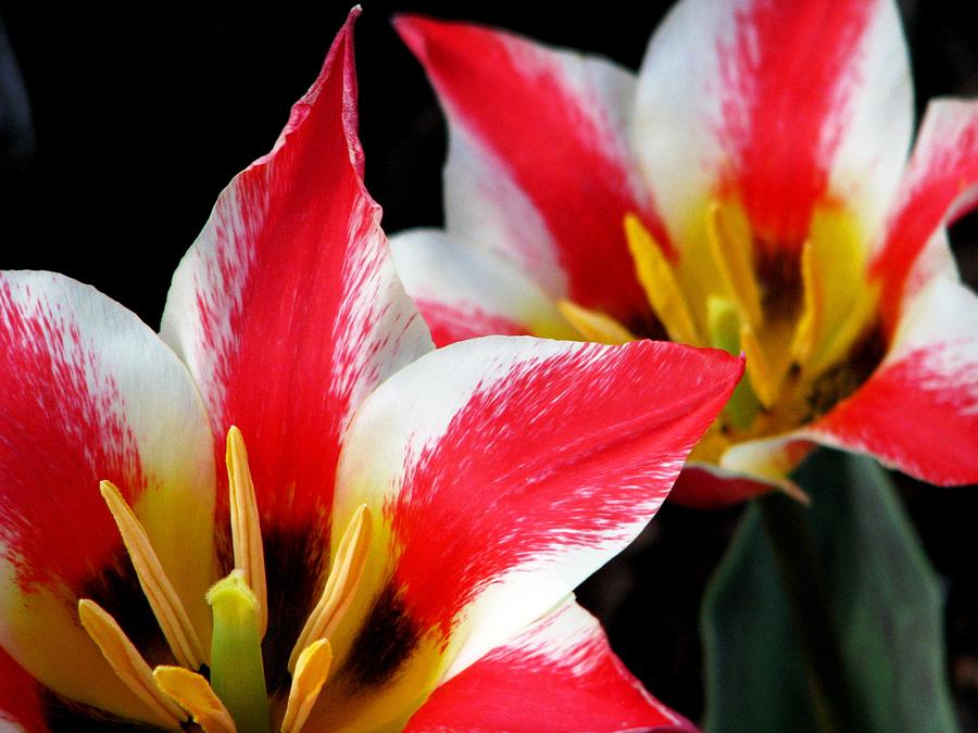 Tulip Photograph - A Time For Tulips by Angela Davies