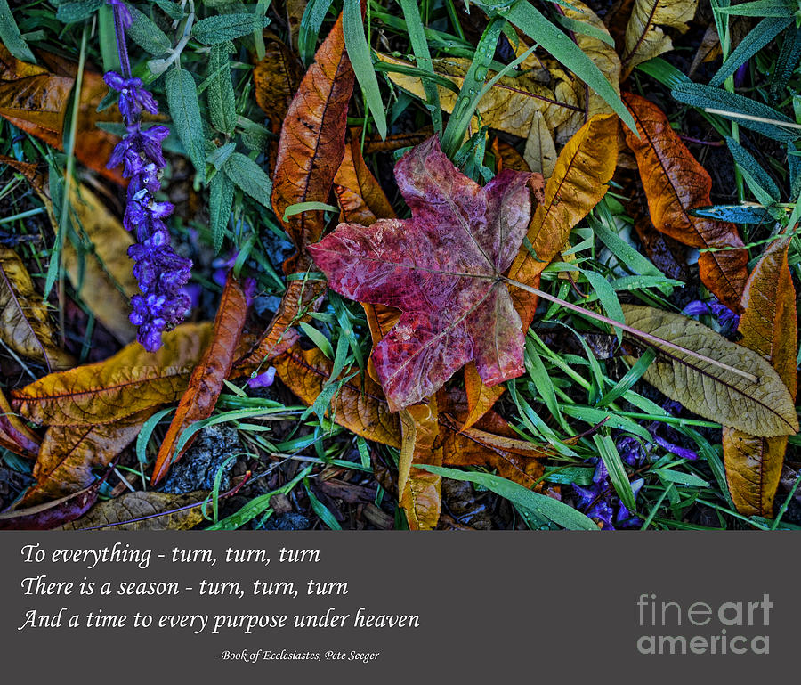 A Time To Every Purpose Under Heaven Photograph by Jim Fitzpatrick