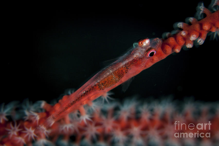 A Tiny Ghost Goby Lays On A Gorgonian Photograph