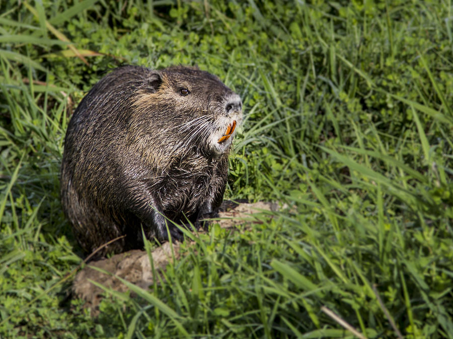 A Toothy Nutria Photograph by Jean Noren