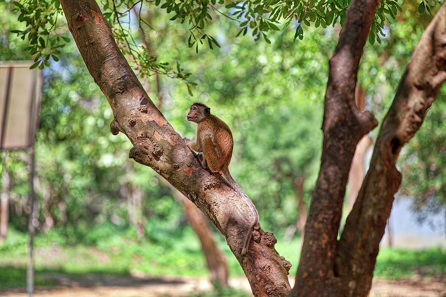 a toque macaque is sitting on a tree in the Yala Nationalpark  Photograph by Gina Koch