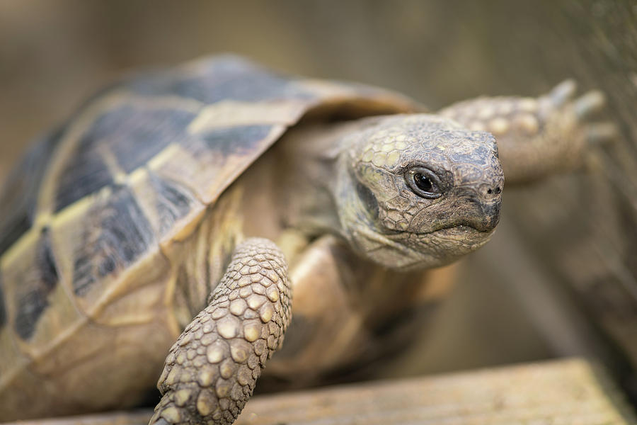 A Tortoise Climbing On A Piece Of Wood Photograph By Stefan Rotter 