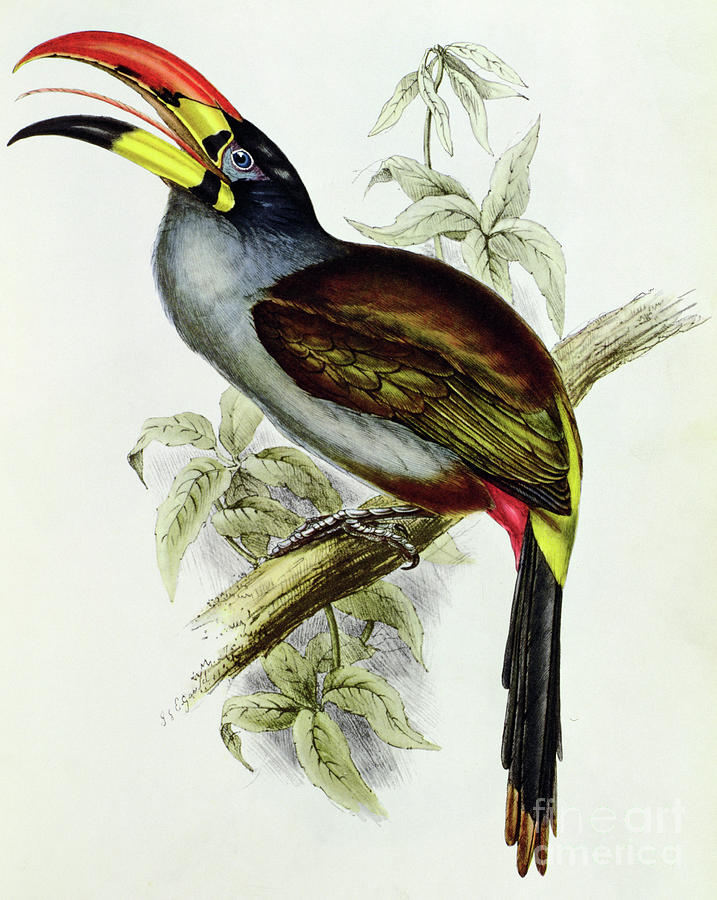 A Toucan  Pteroglossus Hypoglaucus from Tropical Birds Drawing by John Gould
