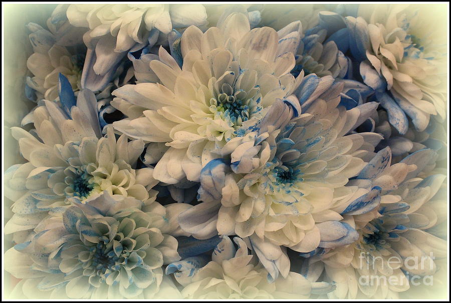 A Touch of Blue on White Mums Photograph by Dora Sofia Caputo