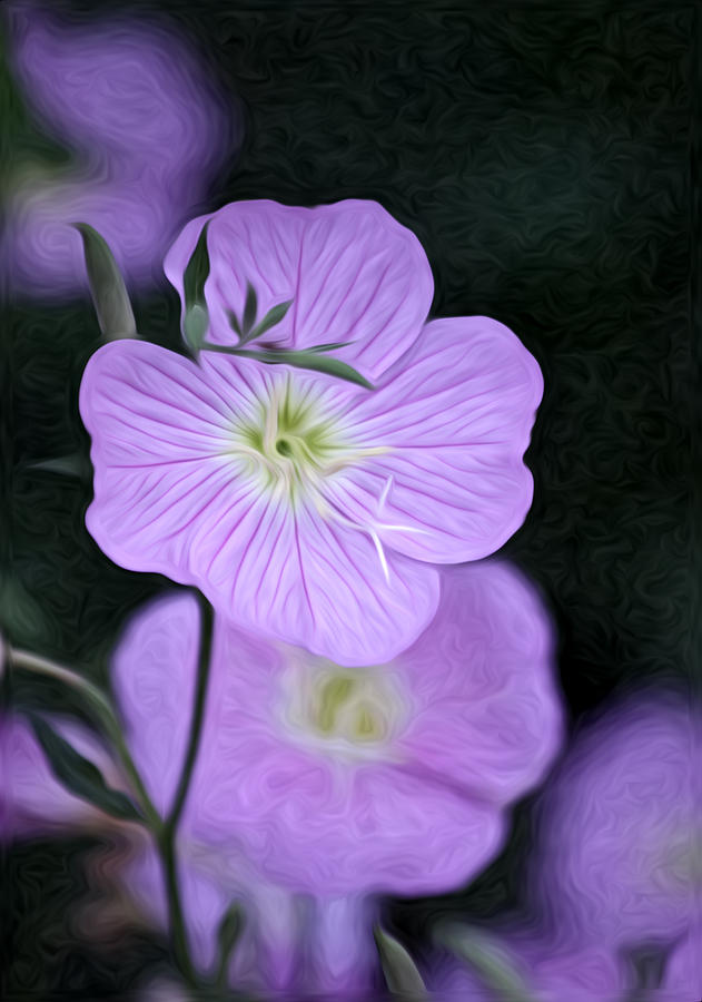 Nature Photograph - A Touch of Delicate by David Kehrli