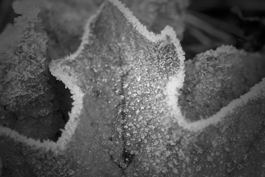 A Touch of Frost B n W Photograph by Richard Andrews