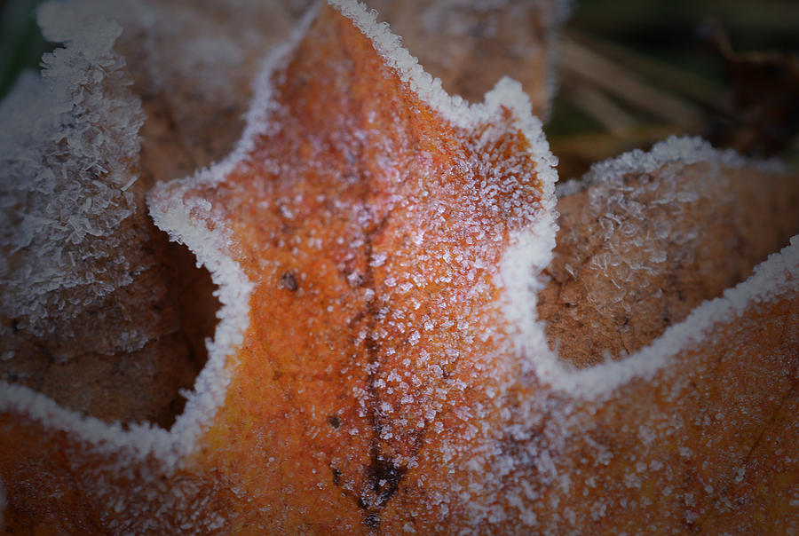 A Touch of Frost Photograph by Richard Andrews