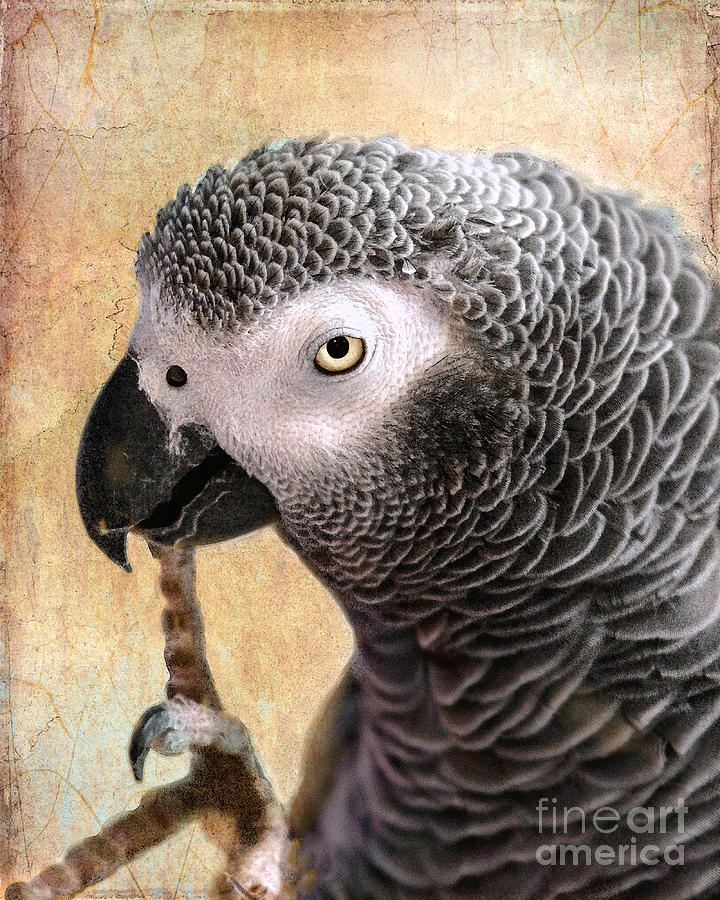 Parrot Photograph - A Touch of Grey 11 by Betty LaRue