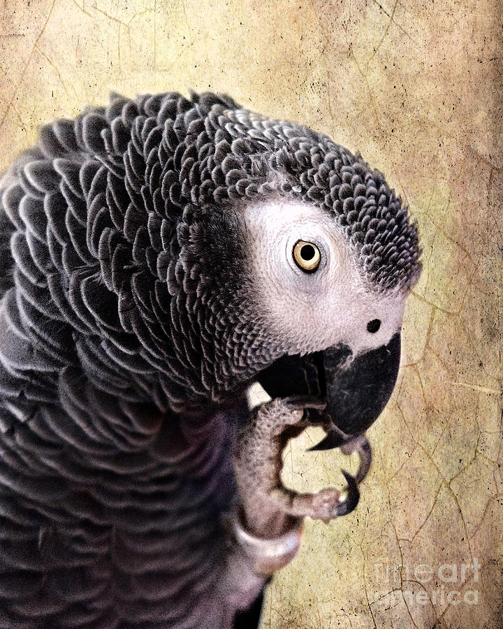 Parrot Photograph - A Touch of Grey by Betty LaRue