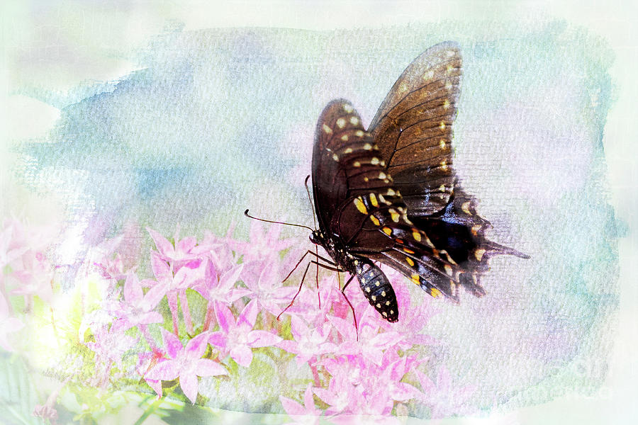 Butterfly Digital Art - A Touch of Heaven by Betty LaRue