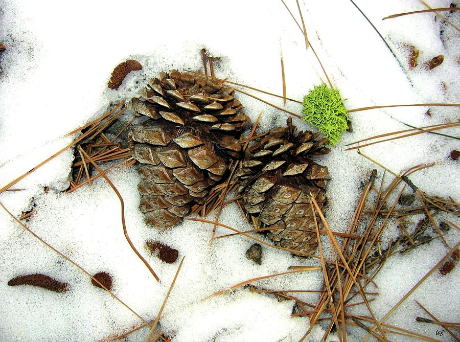 Winter Photograph - A Touch Of Moss by Will Borden