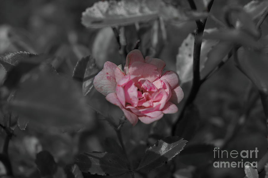 A Touch Of Pink Photograph by Michelle Meenawong
