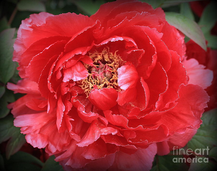 A Touch of Pink on Red Peony Photograph by Dora Sofia Caputo