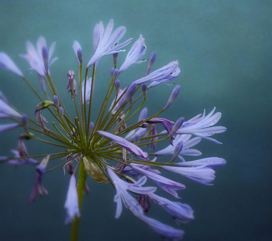 Nature Photograph - A Touch Of Purple by Fraida Gutovich