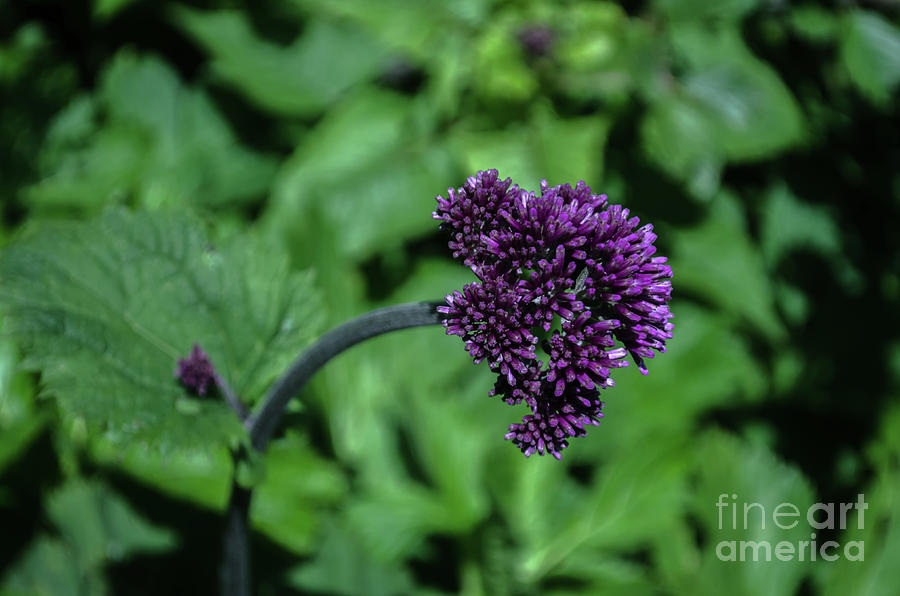 A Touch Of Purple Photograph by Michelle Meenawong