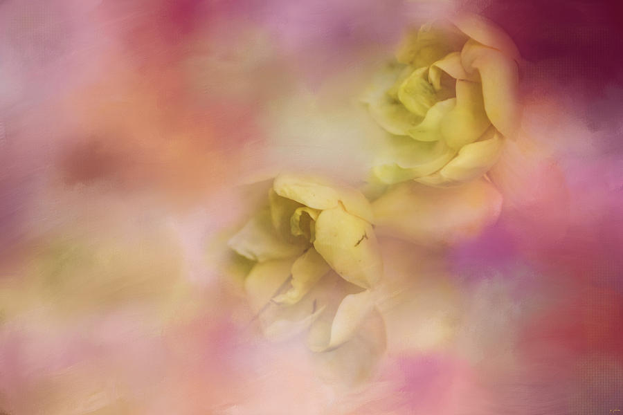 A Touch Of Spring Flower Art Photograph by Jai Johnson