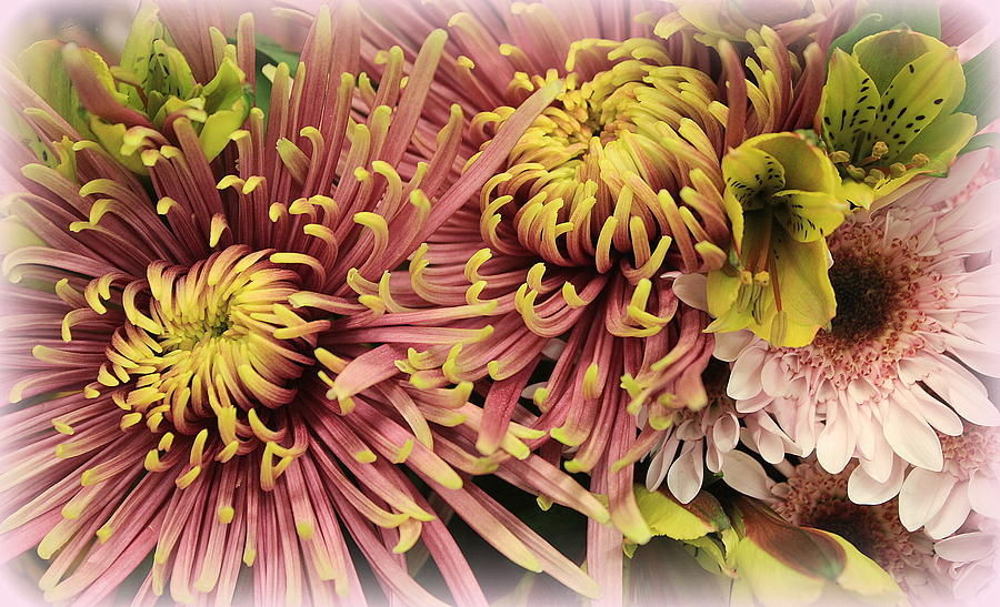 A Touch of Yellow on Pink Mums Photograph by Dora Sofia Caputo