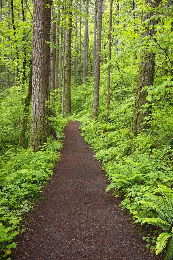 Tree Photograph - A Trail In Columbia River Gorge by Craig Tuttle